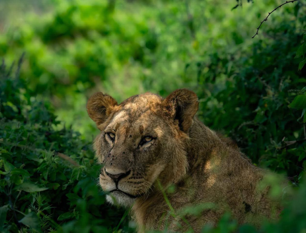 10 Days Kenya Luxury Bush To Beach Safari