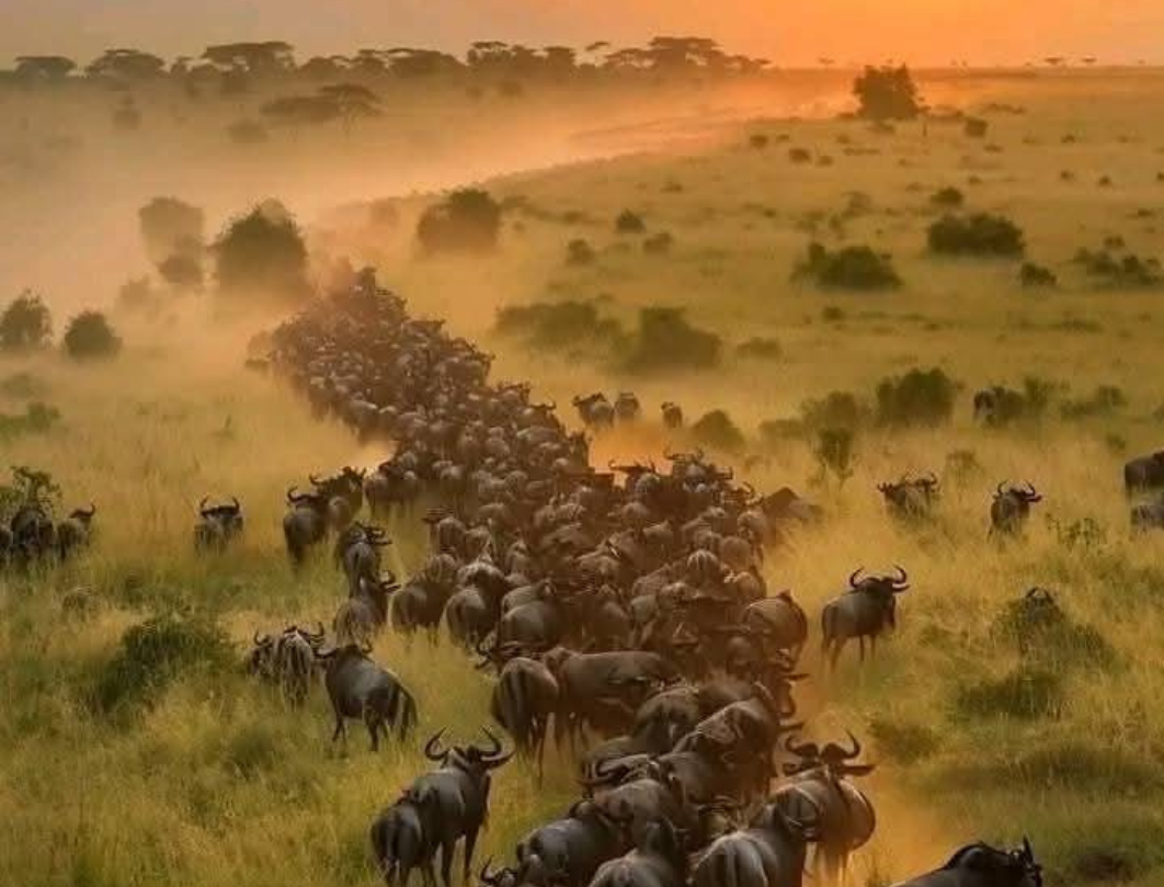 10 Days Explore Kenya Budget Safari 