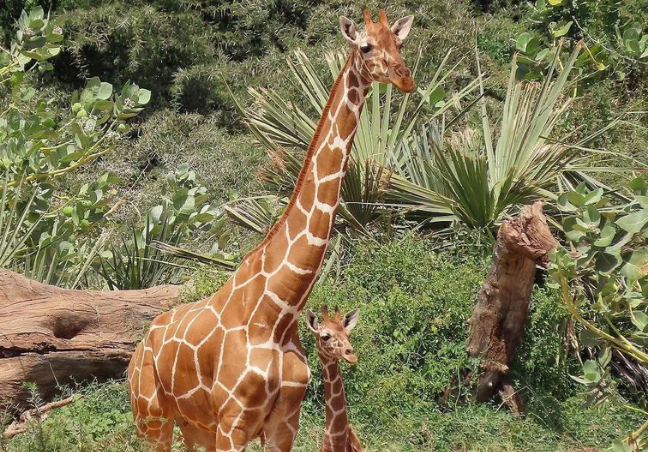10 Days Explore Kenya Budget Safari 