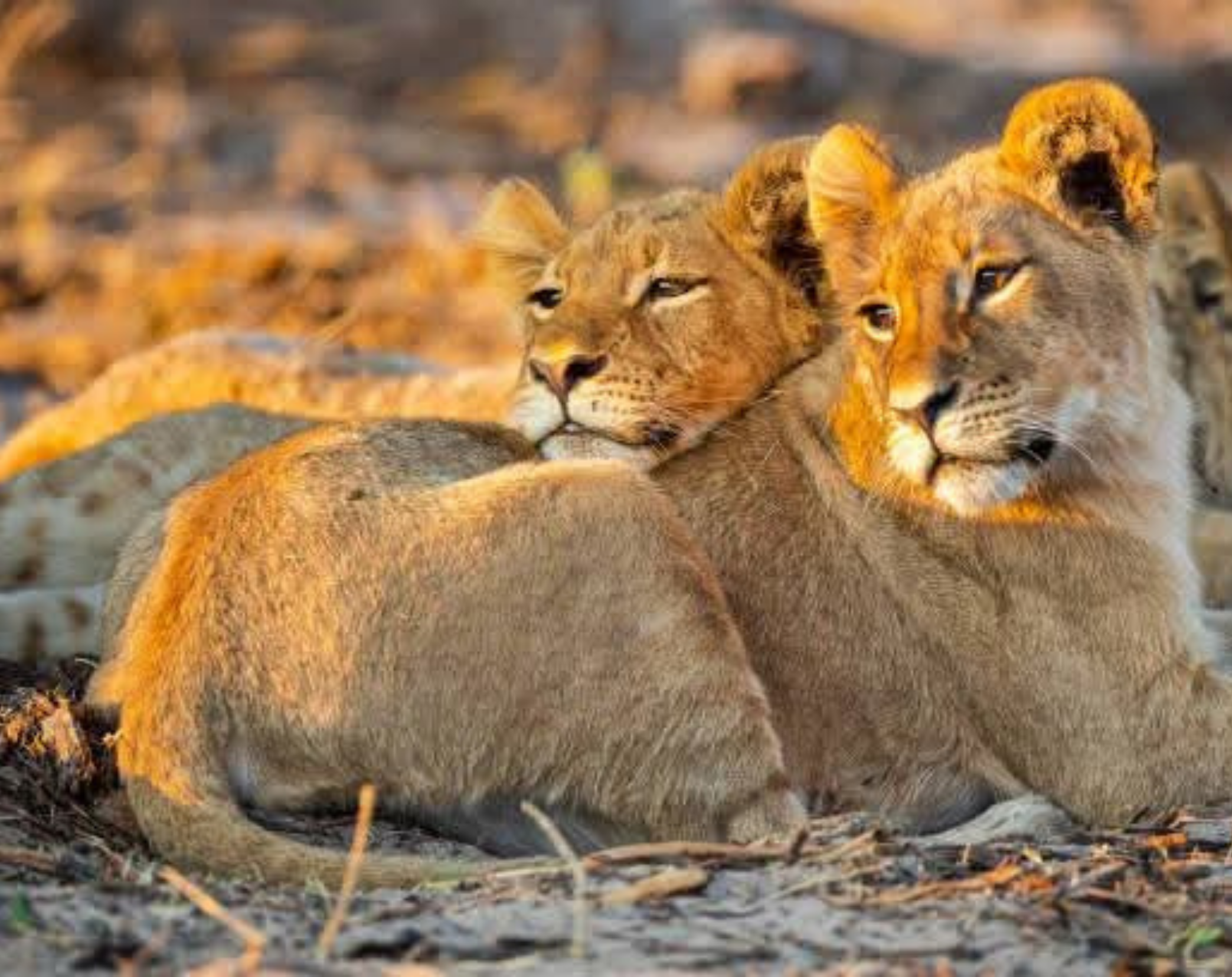 10 Days Tanzania Honeymoon Safari