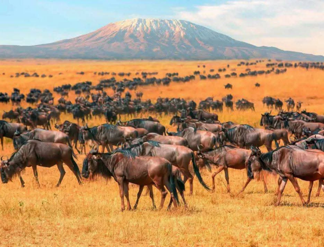 10 Days Tanzania Luxury Safari