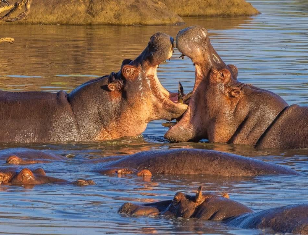 10 Days Tanzania Luxury Safari