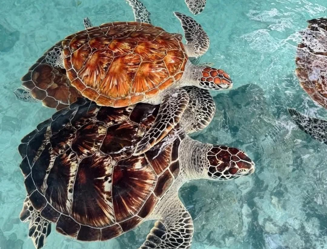 10 Days Tanzania Luxury Safari