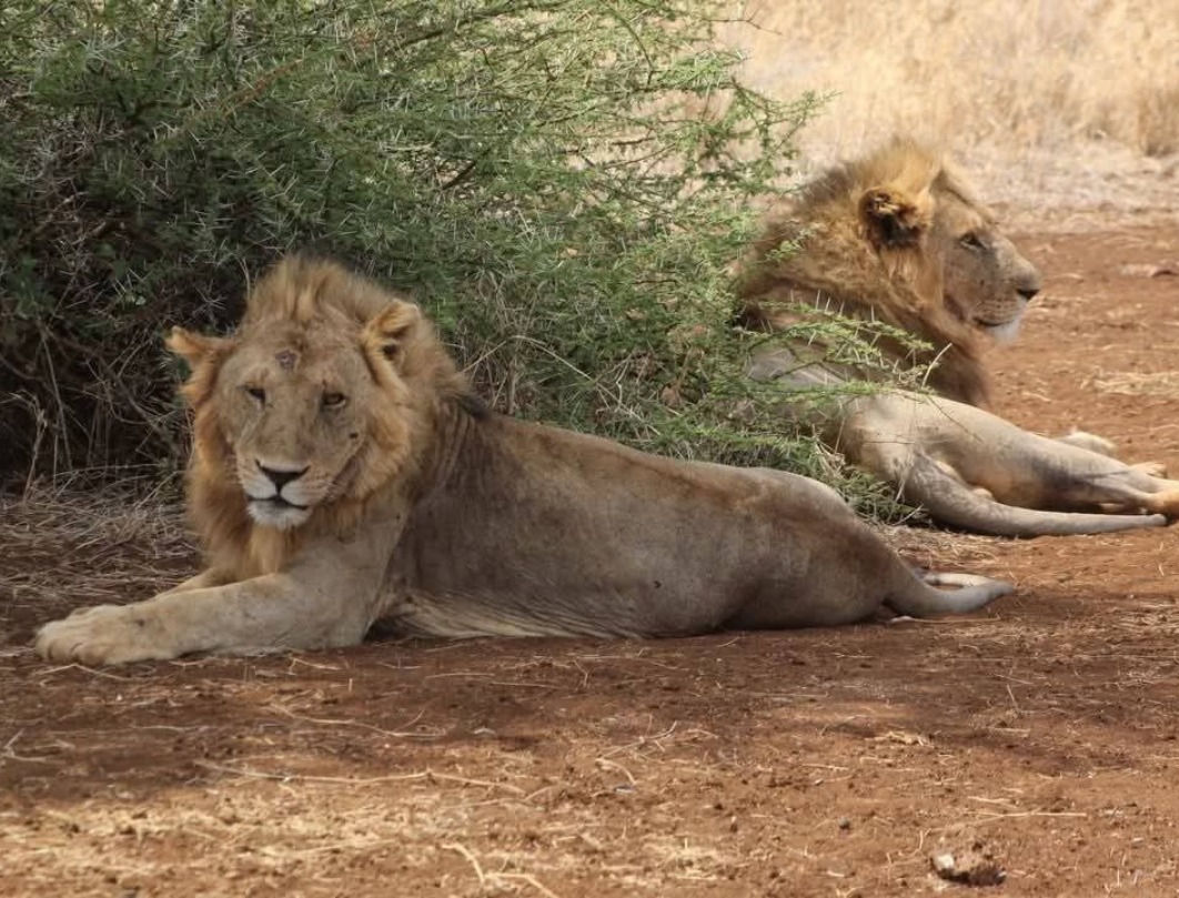 11 Days Explore Kenya Budget Safari