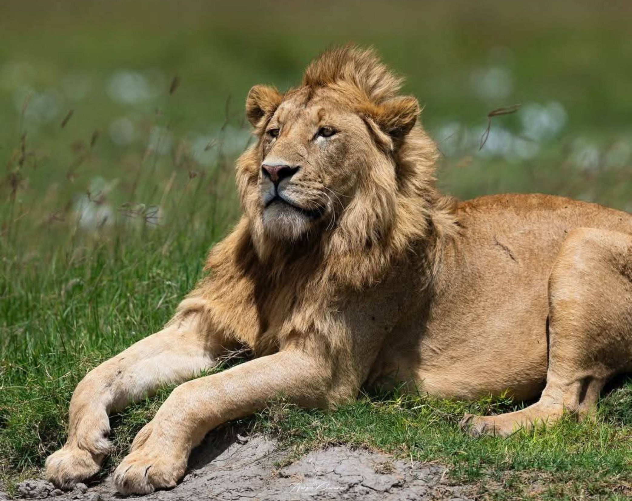 11 Days Tanzania Honeymoon Safari