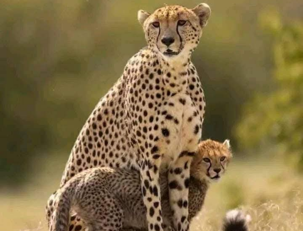 12 Days Explore Kenya Budget Safari
