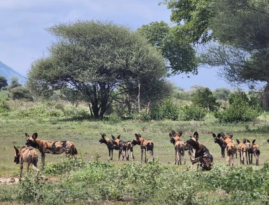12 Days Tanzania Private Safari