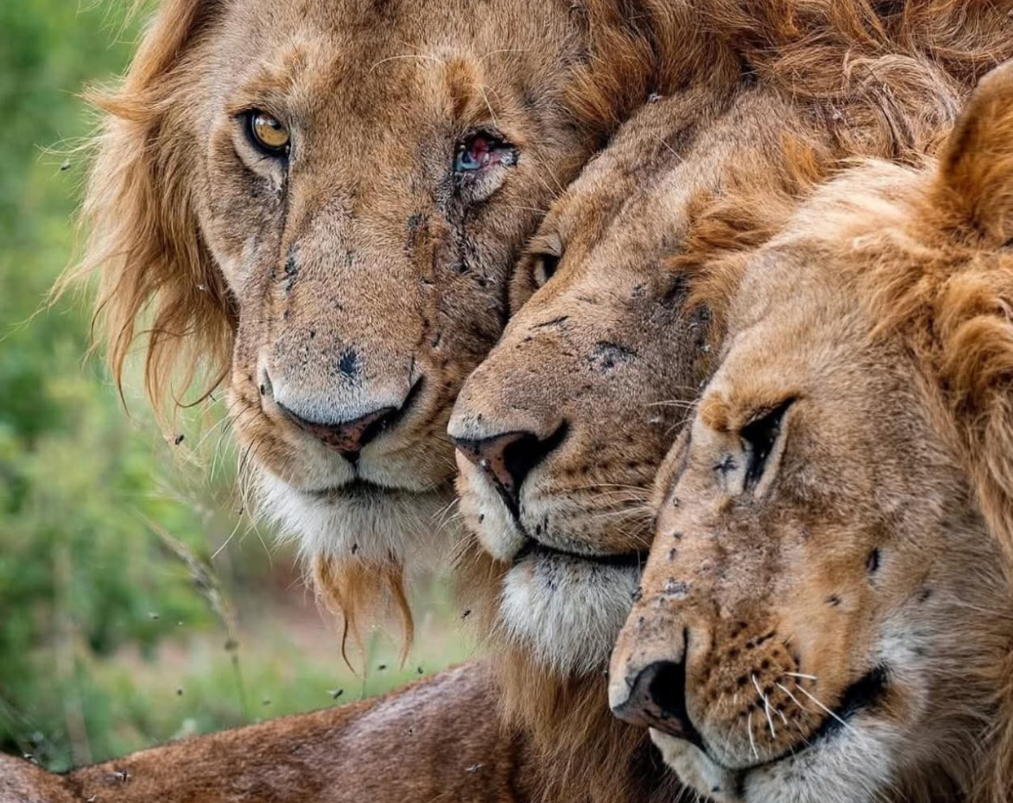 13 Days Explore Kenya Budget Safari