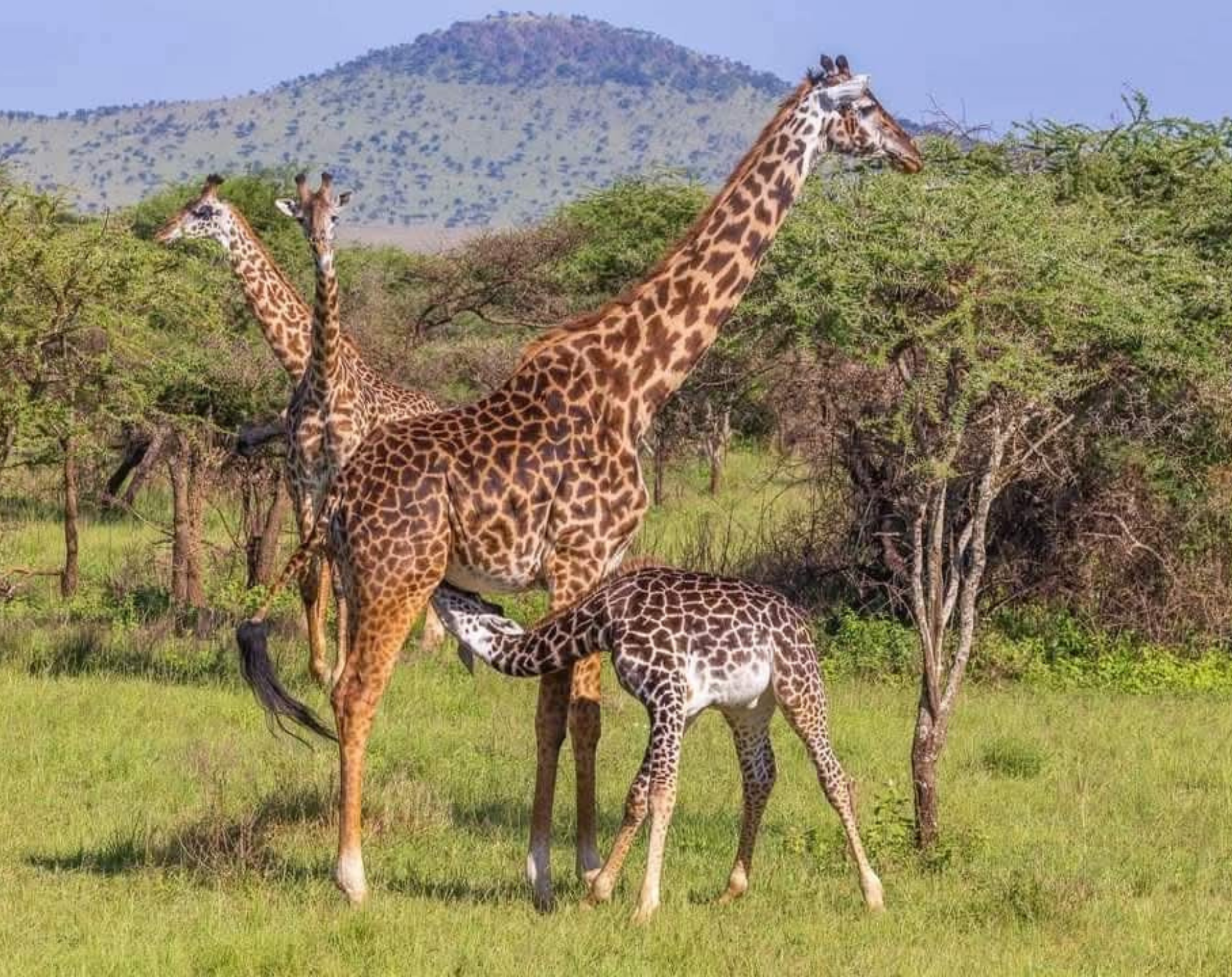 13 Days Tanzania Luxury Safari