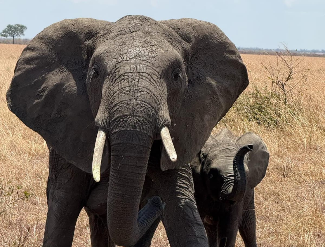 13 Days Tanzania Luxury Safari