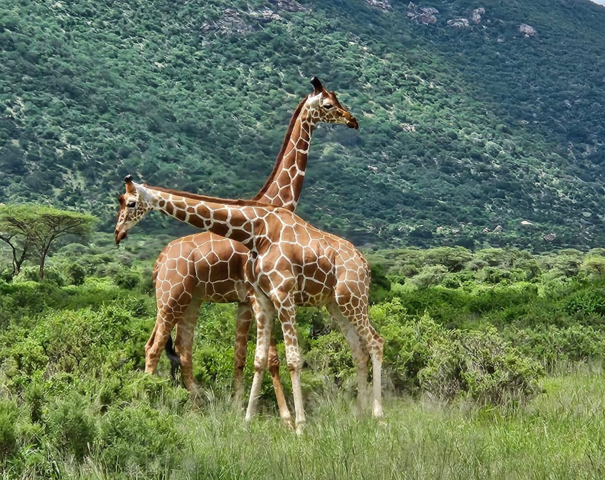 14 Days Explore Kenya Budget Safari