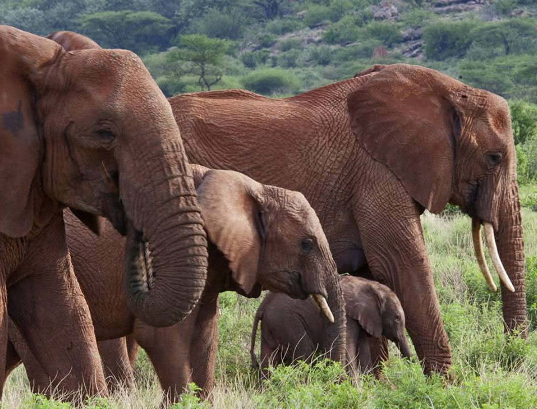 14 Days Explore Kenya Budget Safari