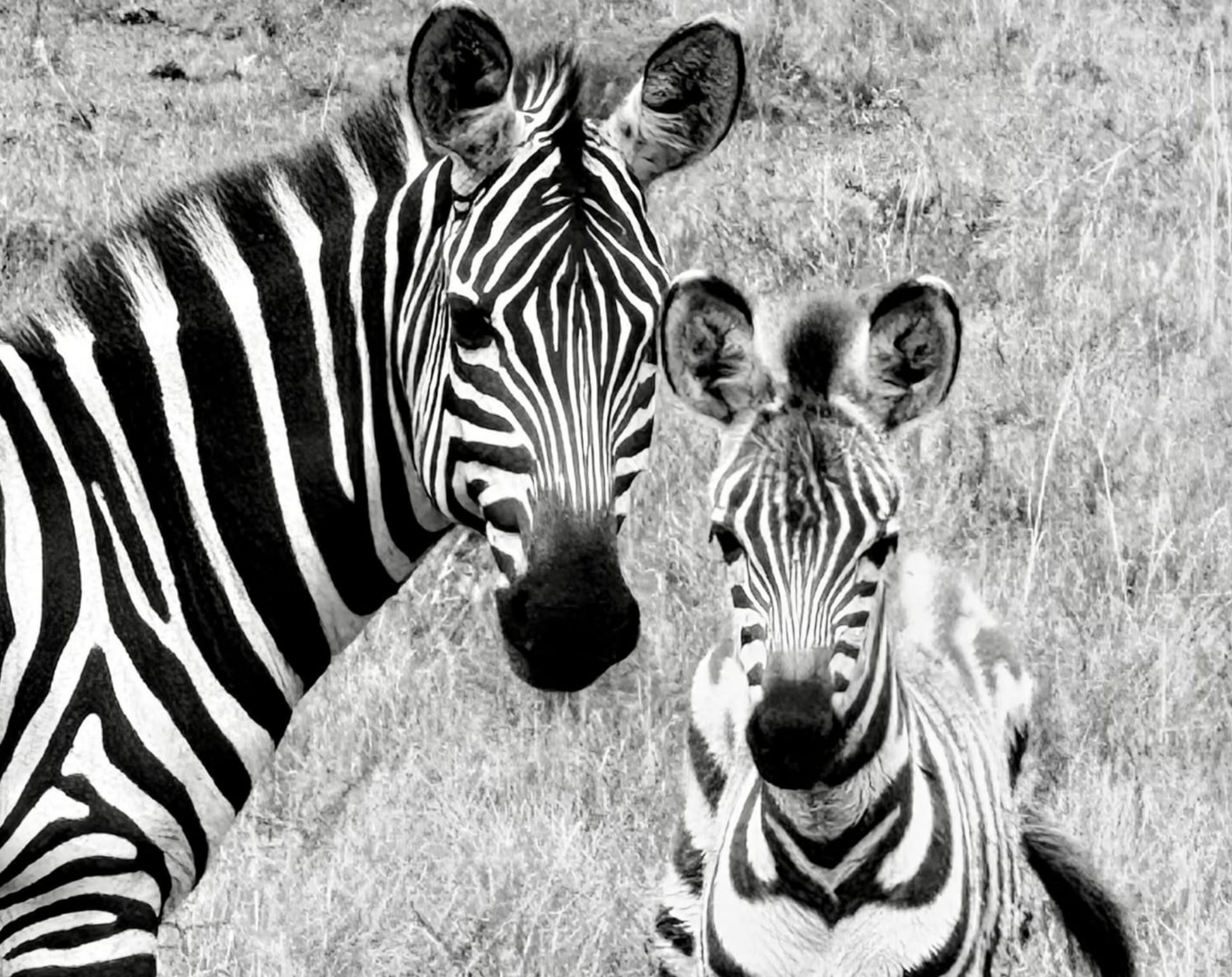 14 Days Tanzania Luxury Safari