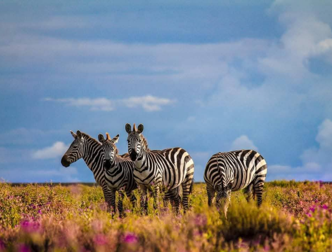 14 Days Tanzania Luxury Safari