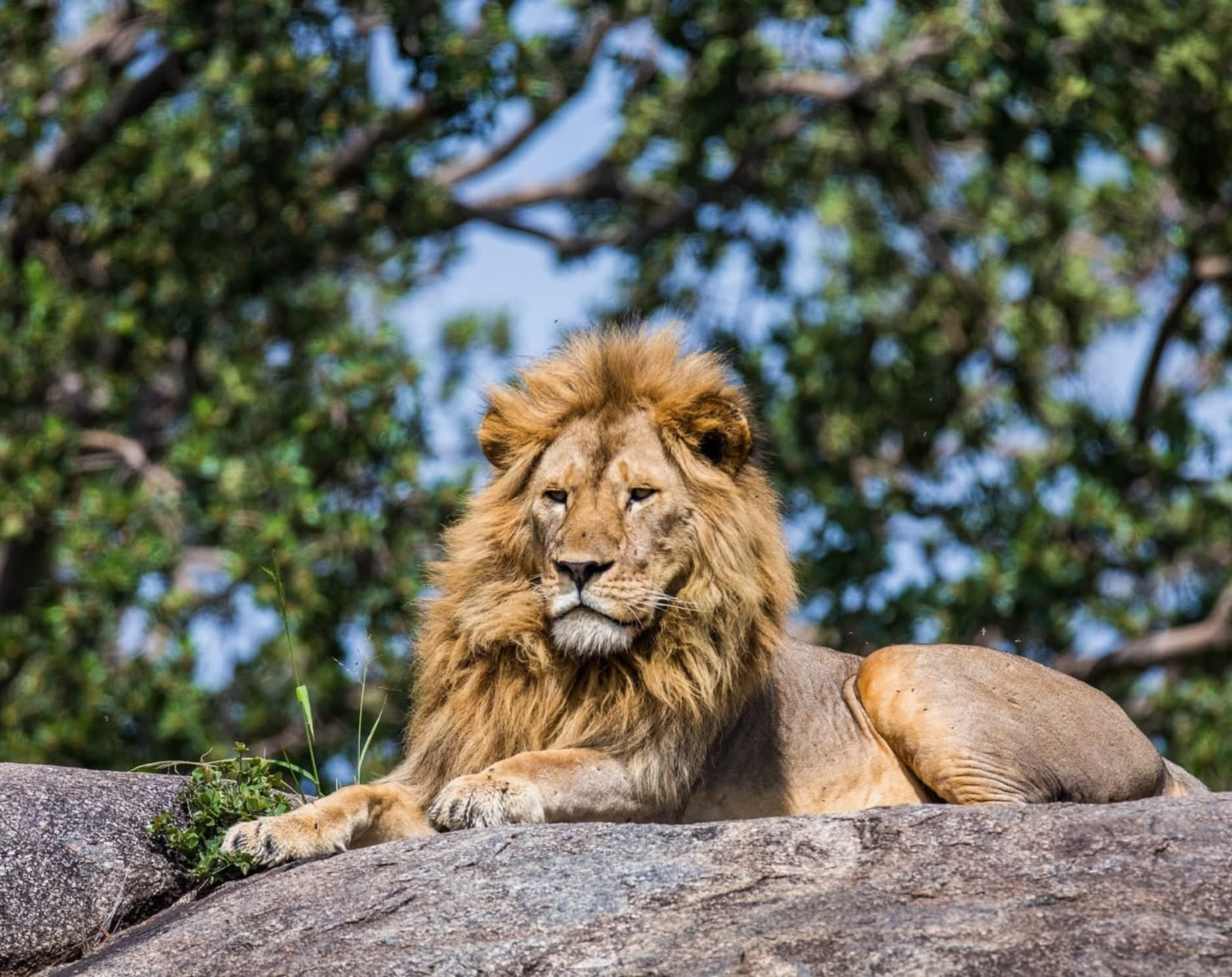 2 Days Tanzania Private Safari