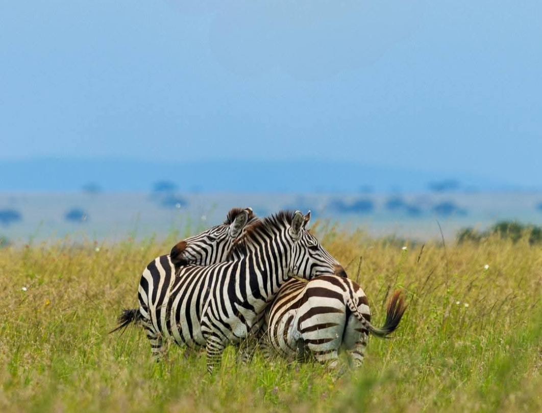 2 Days Tanzania Private Safari