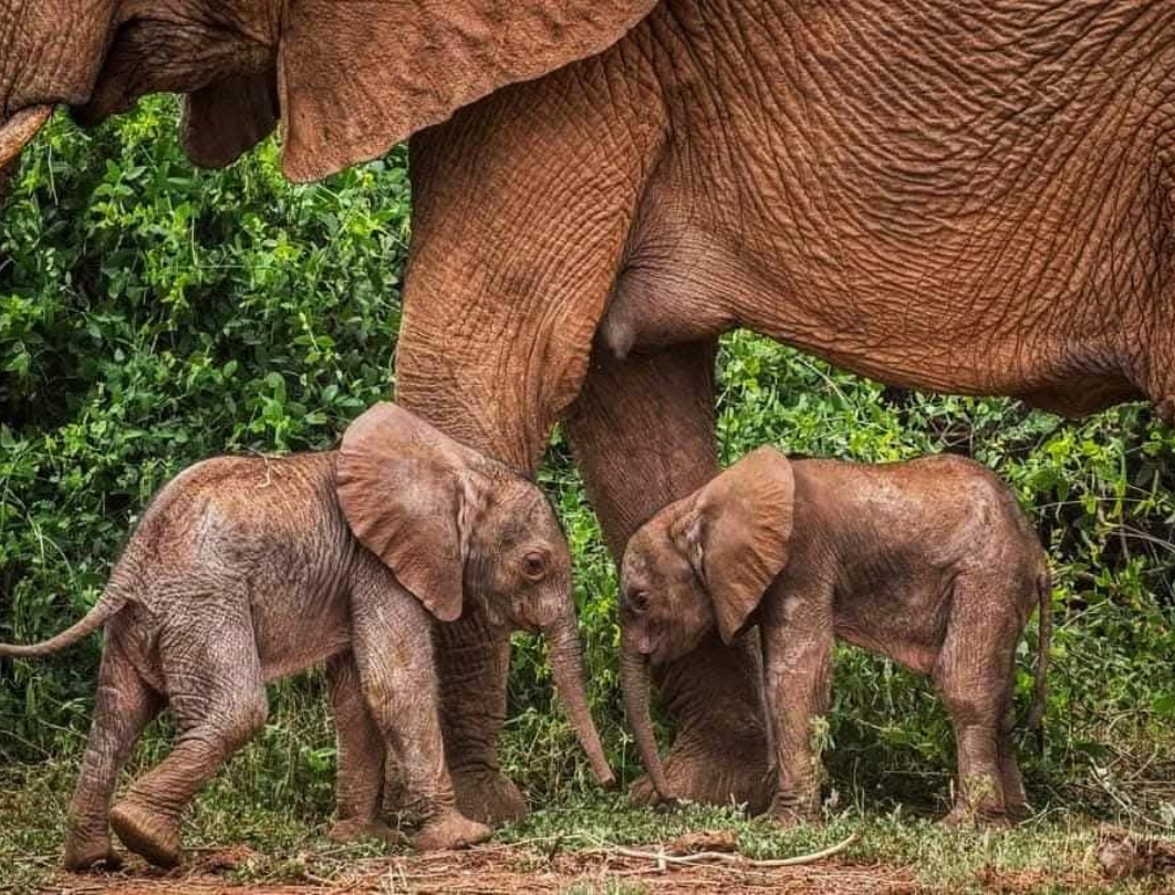 3 Days Amboseli Budget Safari