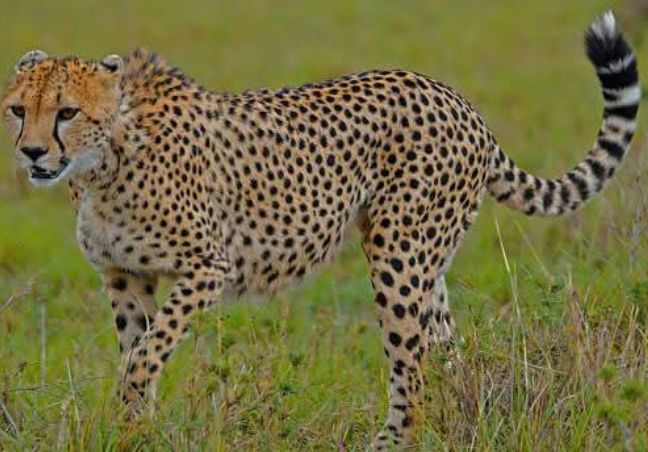 3 Days Tanzania Private Safari