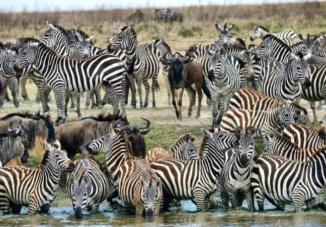 3 Days Tanzania Private Safari