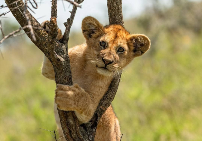 3 Days Tanzania Private Safari