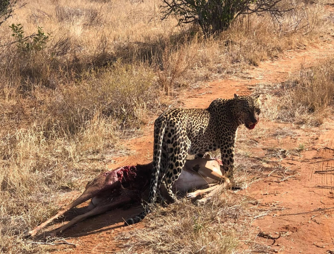 Samburu Budget Safari 