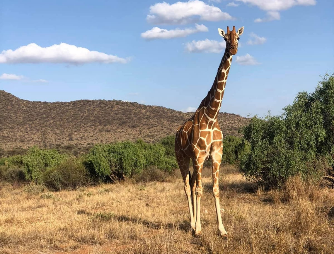 Samburu Budget Safari 