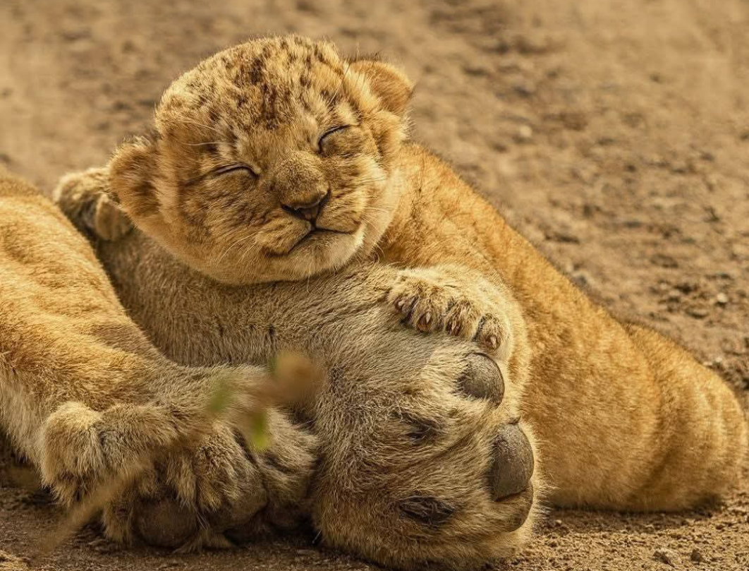 3 Days Tanzania Luxury Safari