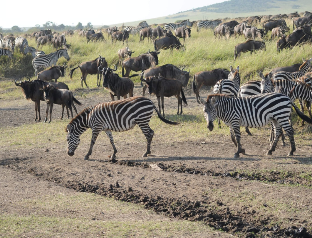 4 Days Romantic Honeymoon Safari
