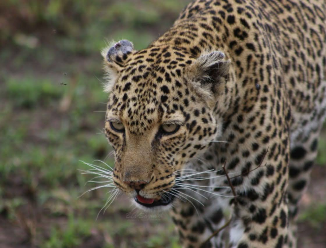 4 Days Romantic Honeymoon Safari