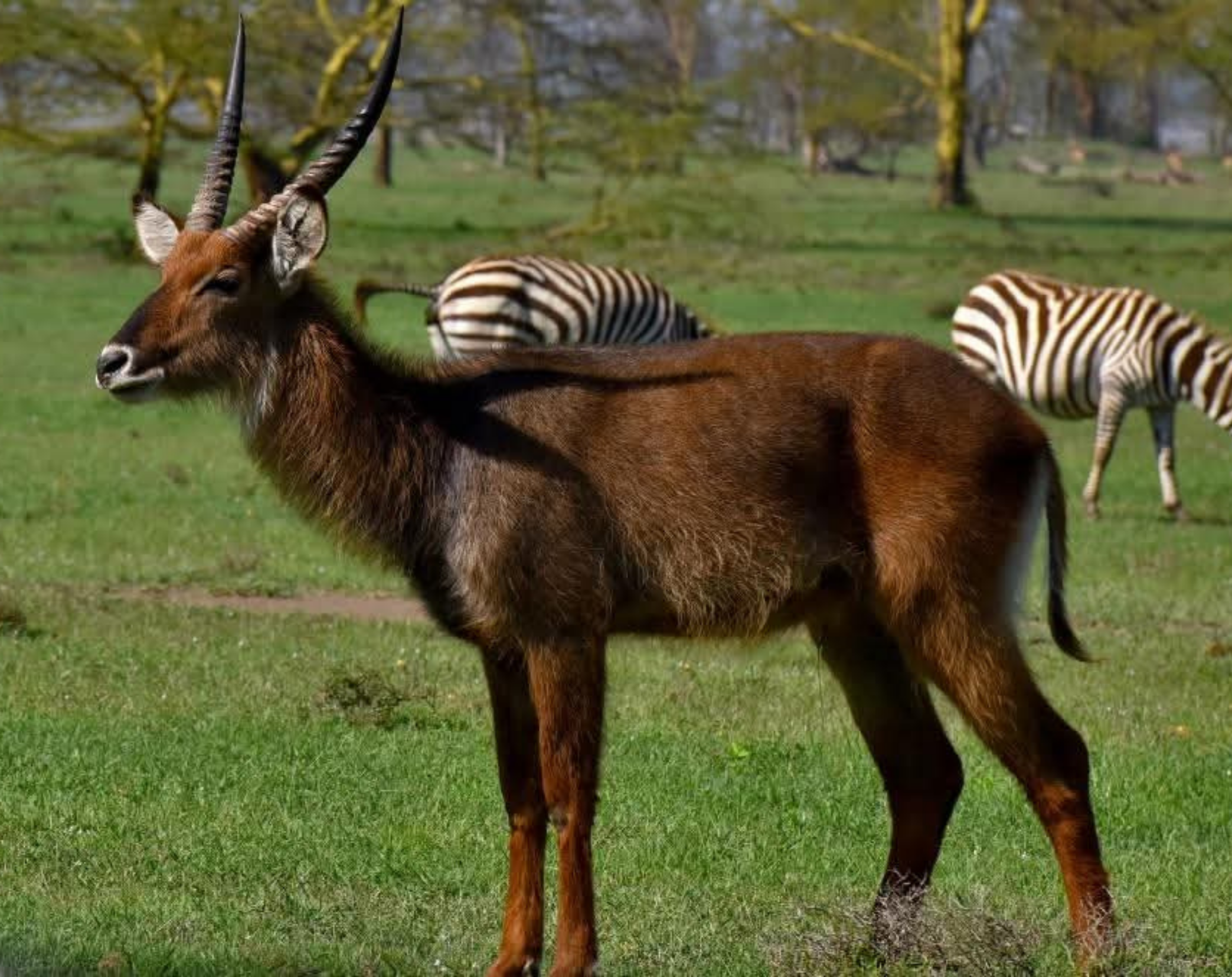 4 Days Romantic Honeymoon Safari