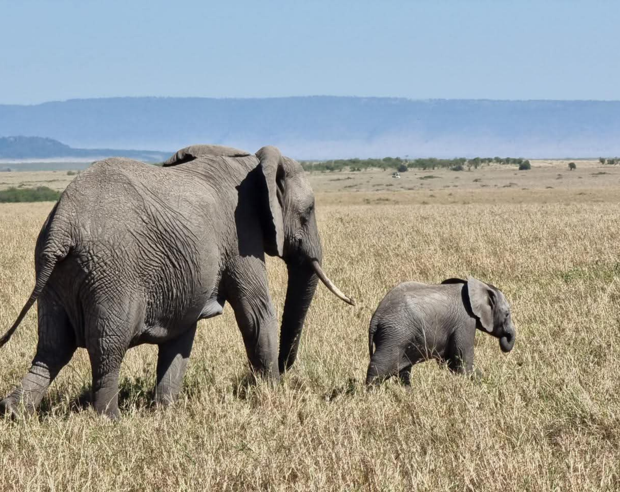 4 Days Maasai Mara Budget Safari 