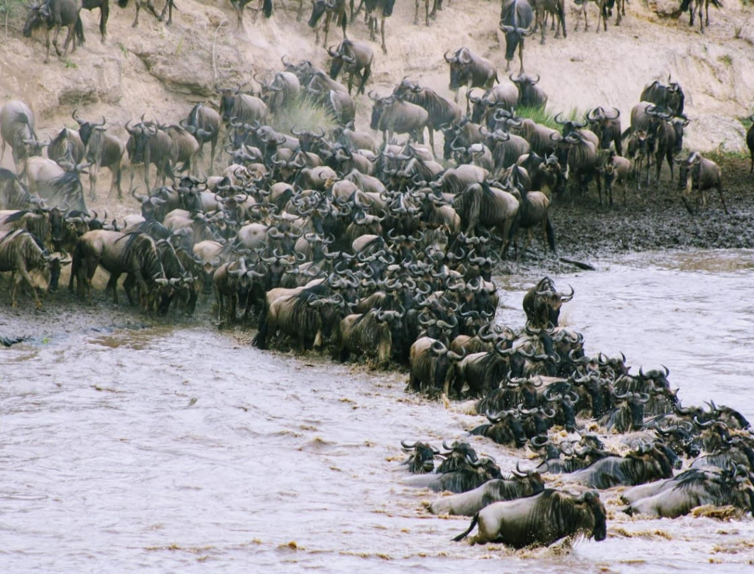 4 Days Maasai Mara Budget Safari 