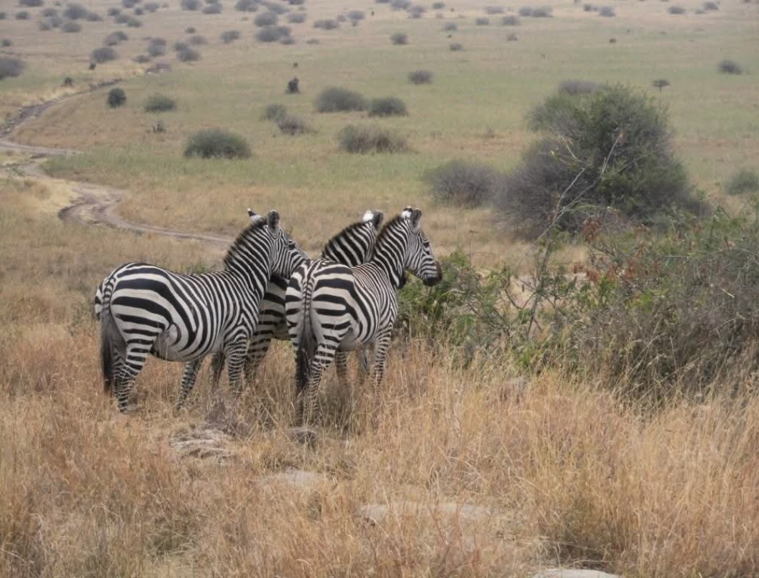 4 Days Maasai Mara Budget Safari 