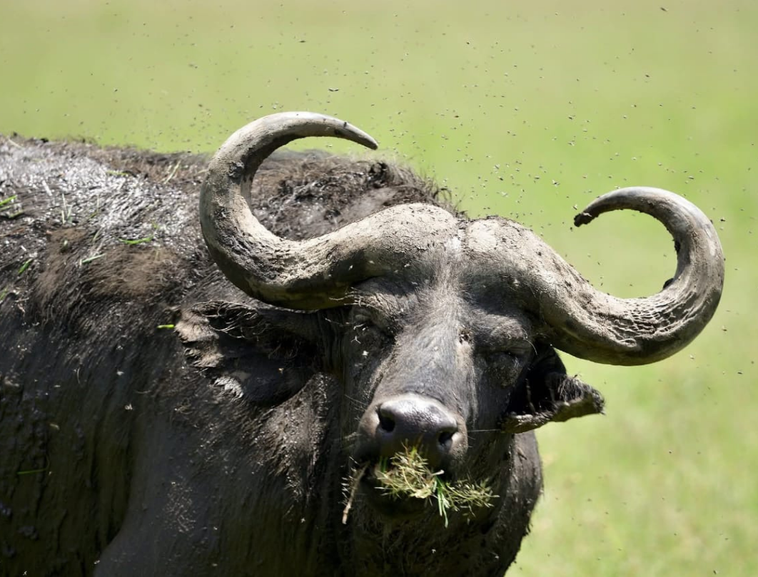 4 Days Maasai Mara Budget Safari 