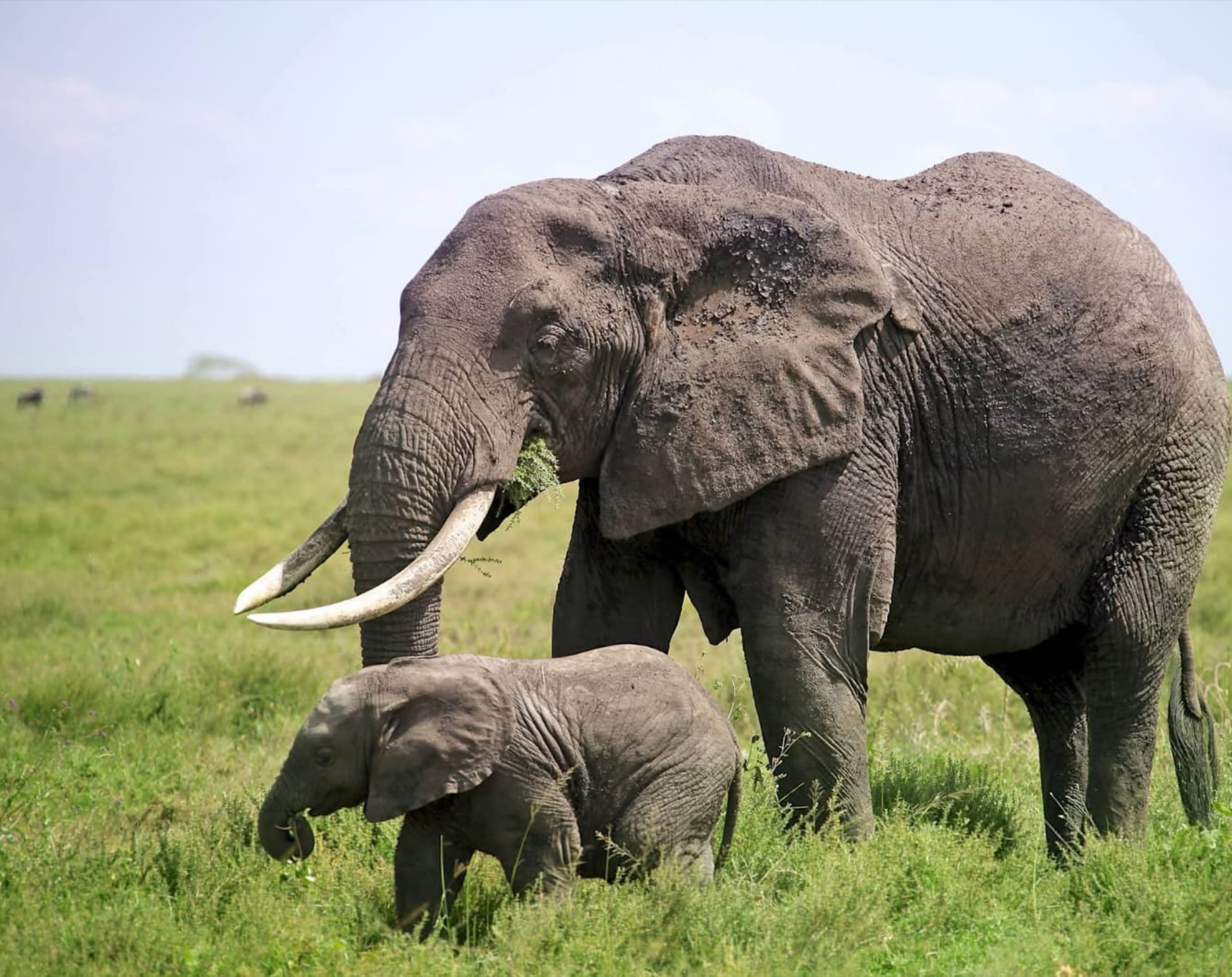 4 Days Tanzania Budget Camping Safari 