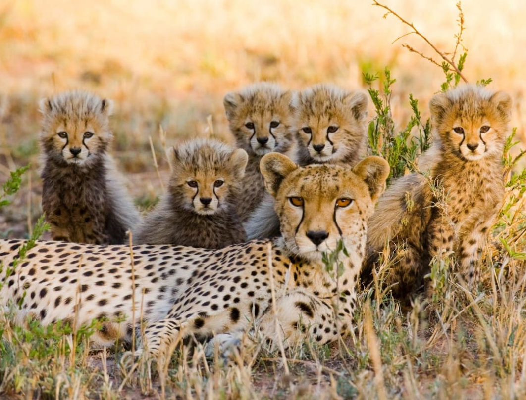 4 Days Tanzania Luxury Safari 
