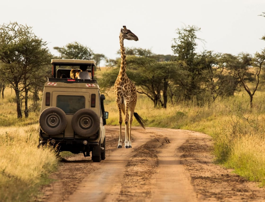 4 Days Tanzania Luxury Safari 