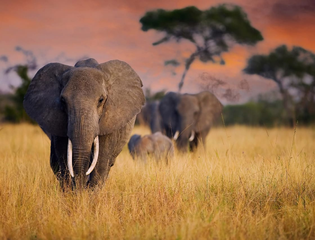 4 Days Tanzania Luxury Safari 