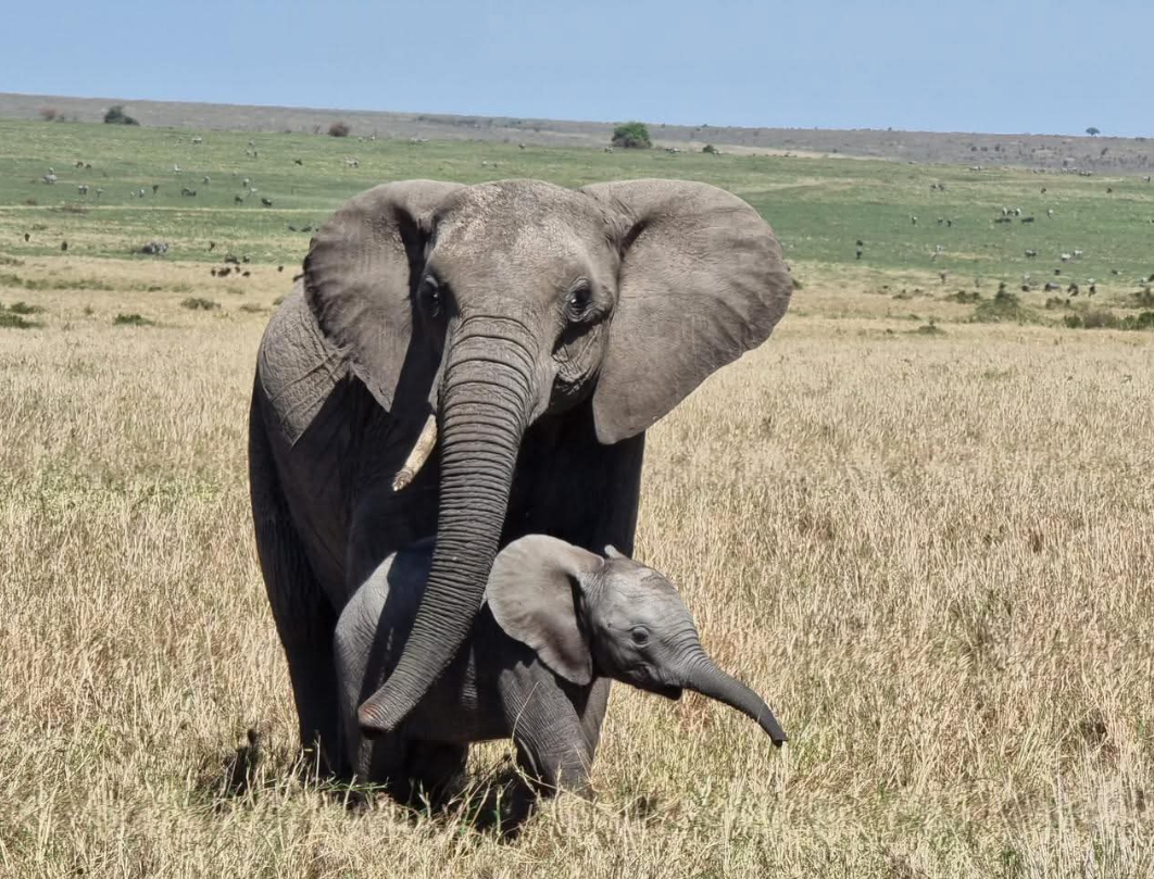 Maasai Mara Classic Budget Safari