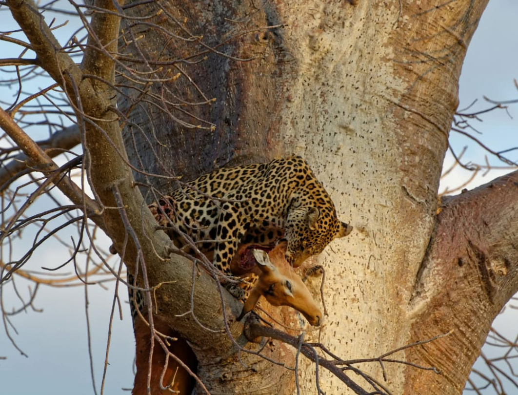 Maasai Mara Classic Budget Safari