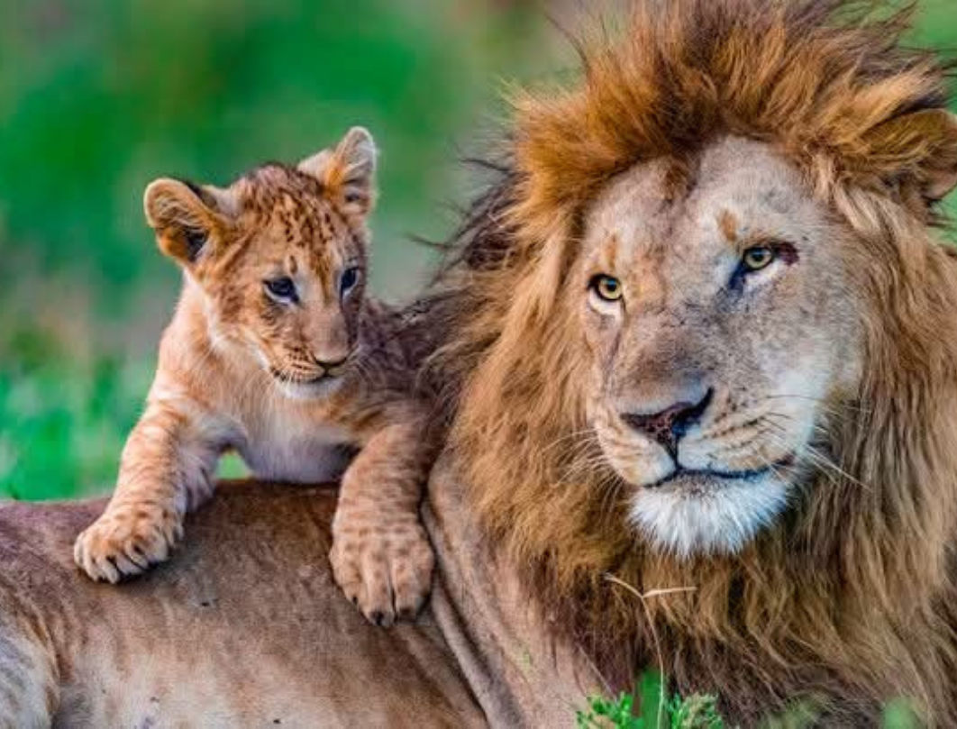 Maasai Mara Classic Budget Safari