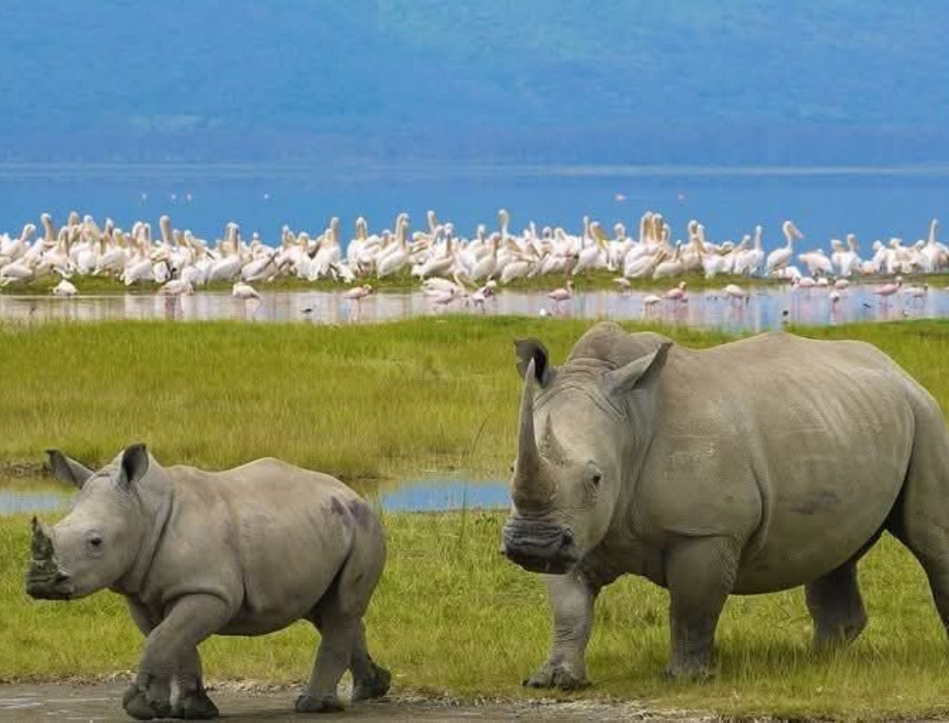 Maasai Mara Classic Budget Safari
