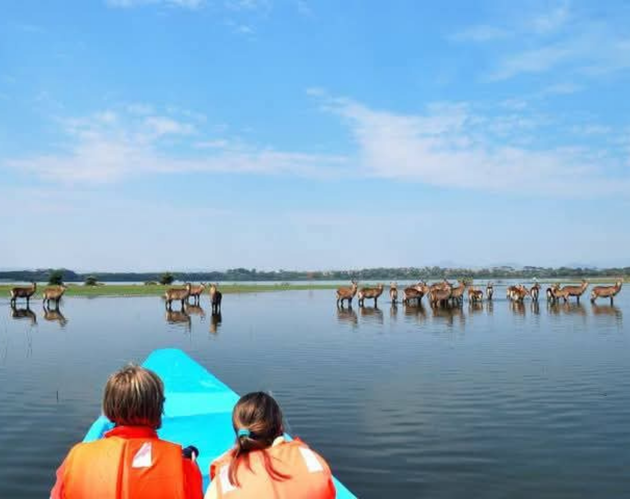 Maasai Mara,Nakuru,Naivasha Budget Safari