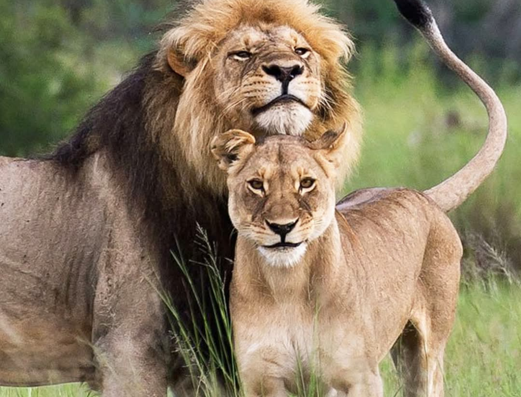 Maasai Mara,Nakuru,Naivasha Budget Safari