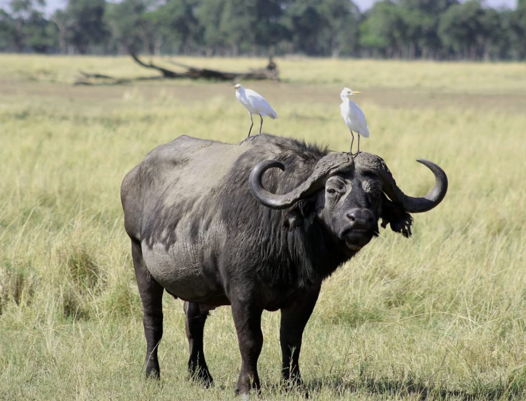 Maasai Mara,Nakuru,Naivasha Budget Safari