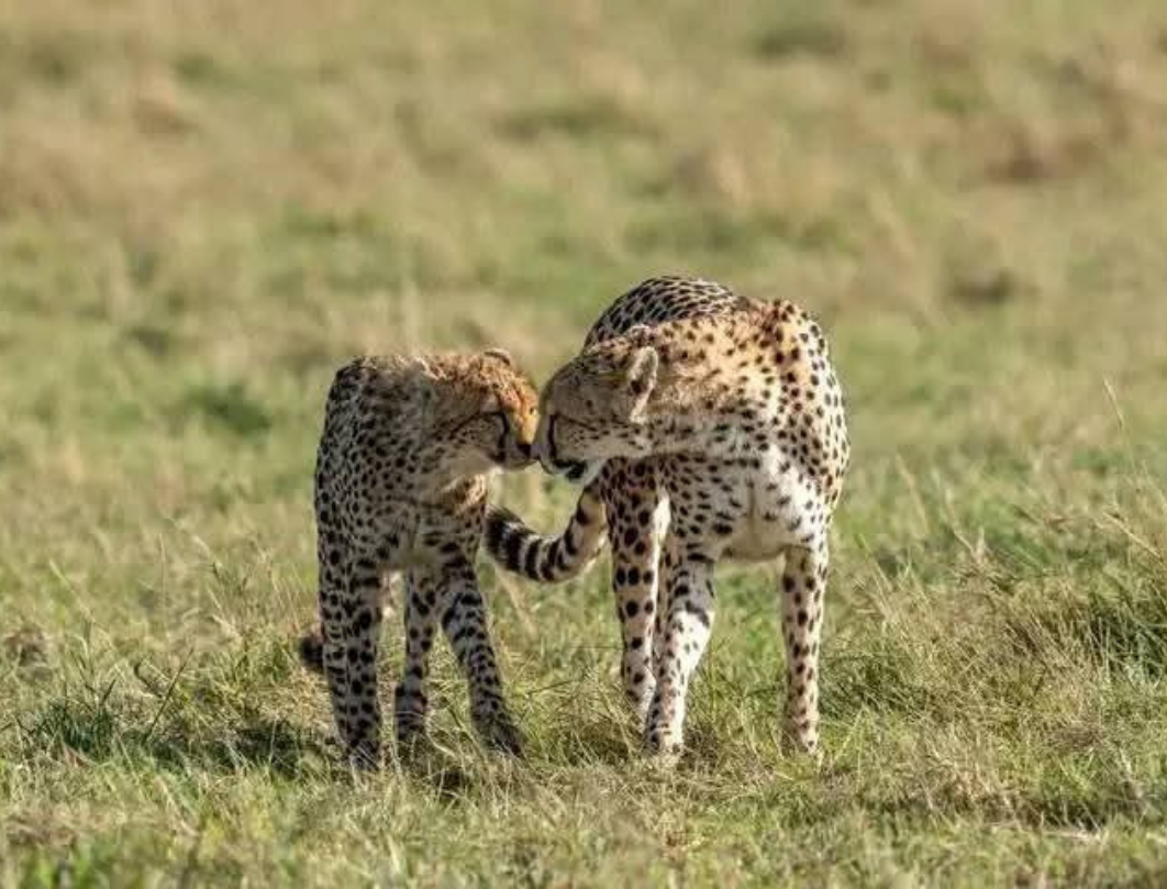 Maasai Mara,Nakuru,Naivasha Budget Safari