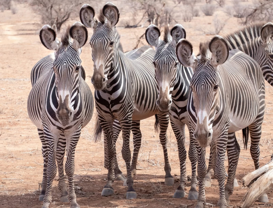 5 Days Samburu Photography Safari