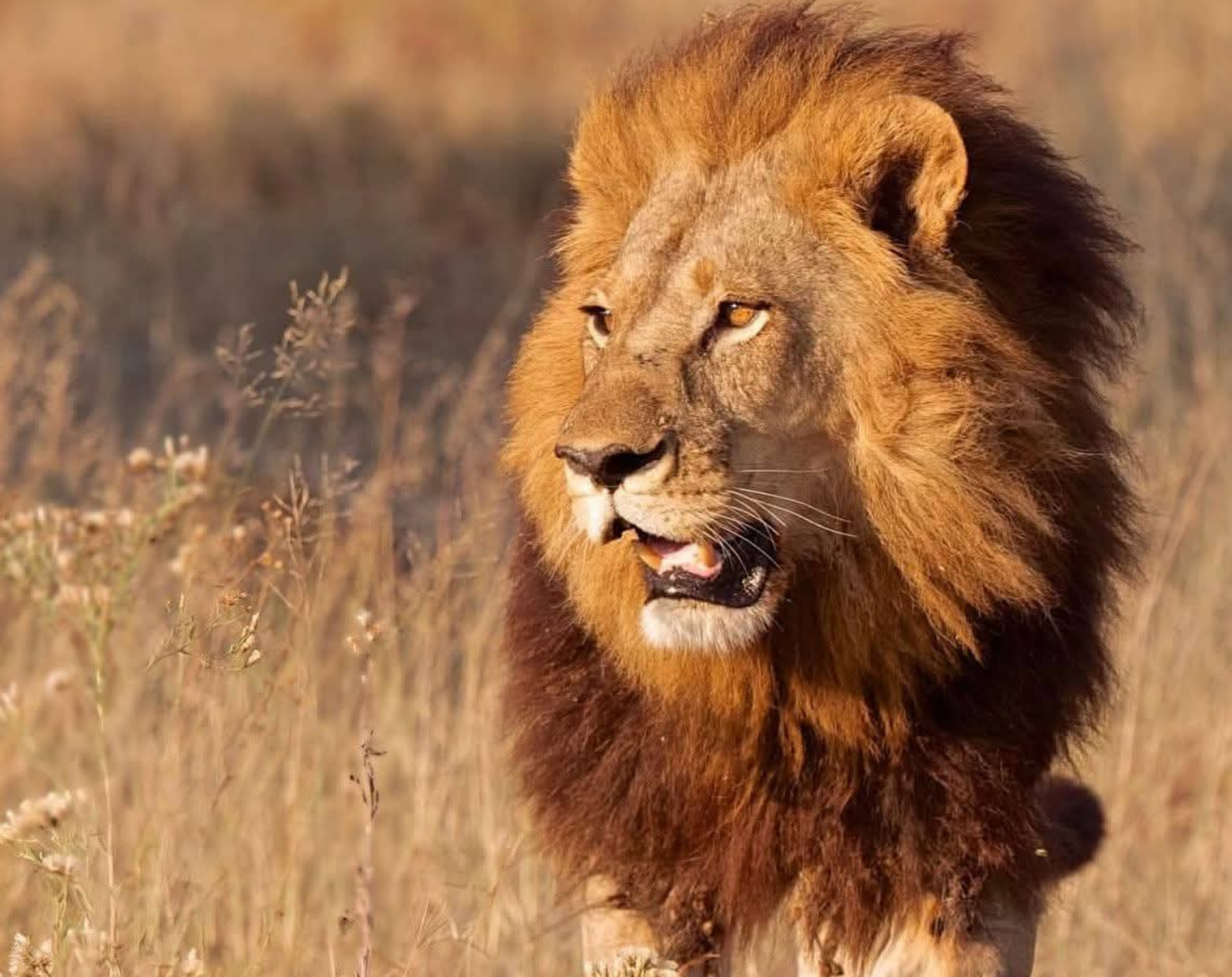 5 Days Tanzania Luxury Safari