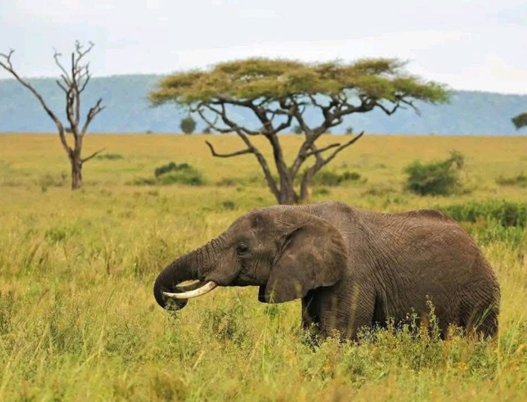 5 Days Tanzania Luxury Safari