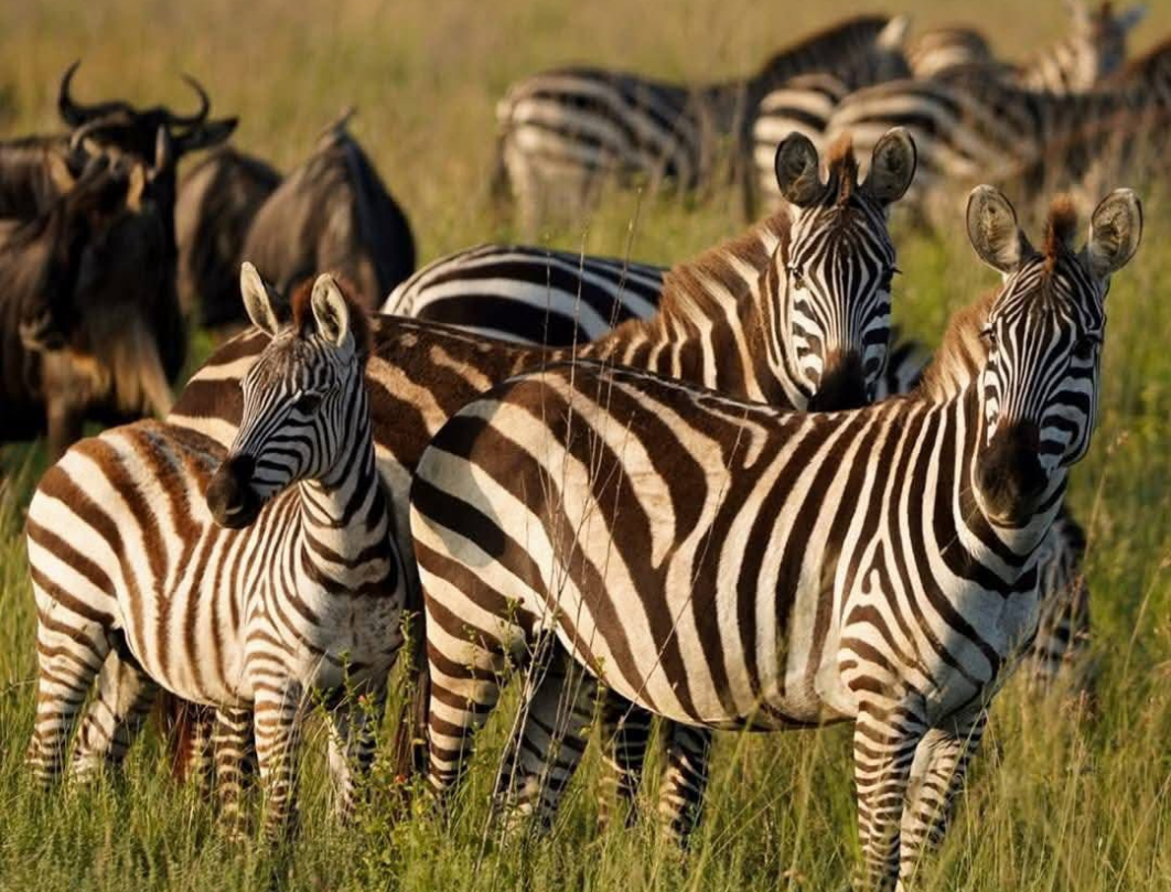 5 Days Tanzania Luxury Safari